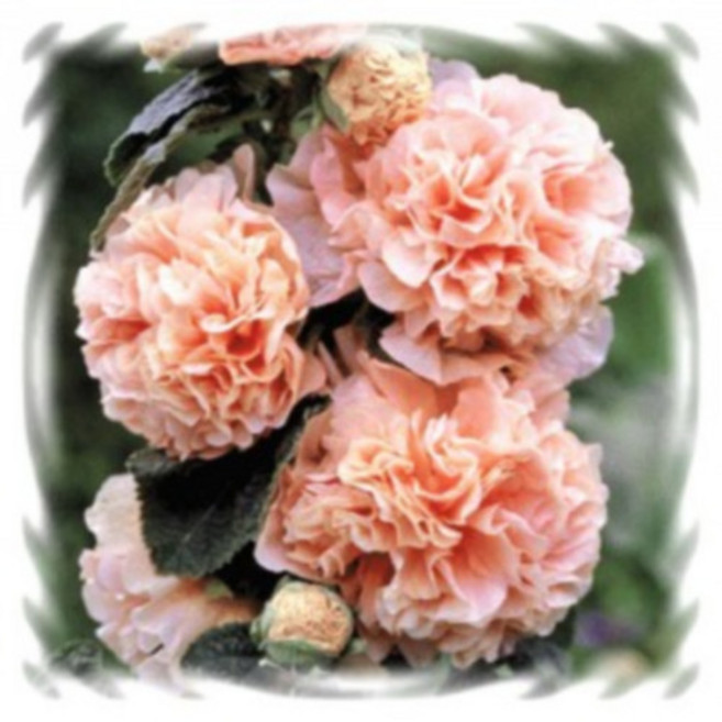 [꽃씨]접시꽃, 채터스 피치앤드림(더블) : 5립, 1개