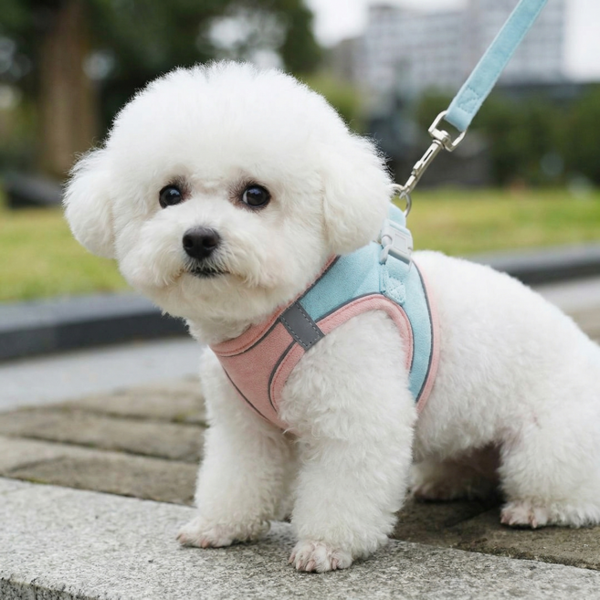 디아쿠아 고양이 강아지 야광 빛반사 벨크로 하네스 리드줄 세트, 민트핑크, 1개