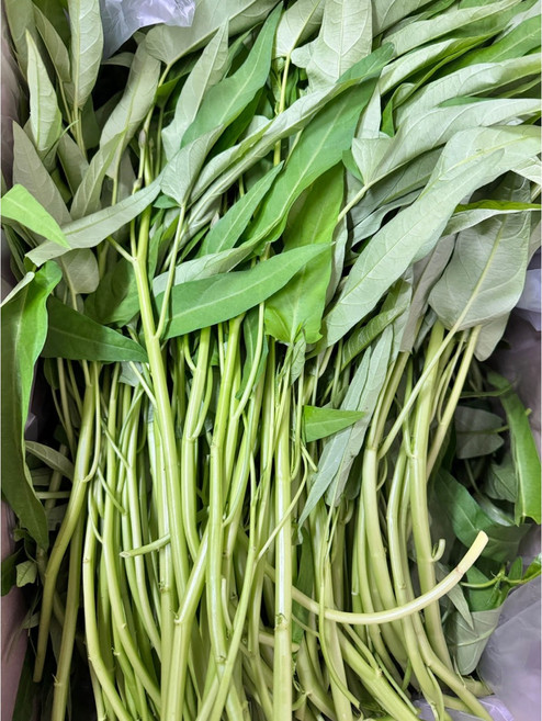 국내산 당일수확 생채소 공심채 모닝글로리, 5kg, 1개