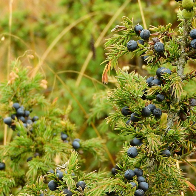 주니퍼베리 (Juniper Berry), 1개, 10ml