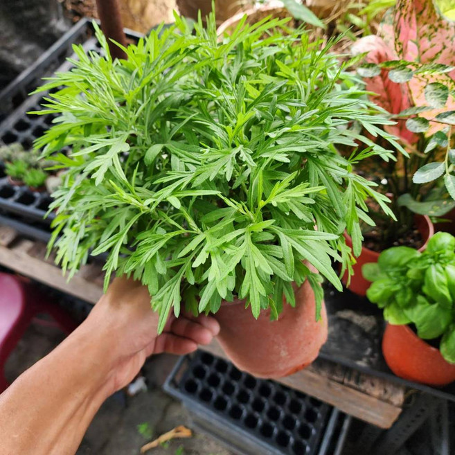 P老闆園藝 艾草 5吋盆, 1個