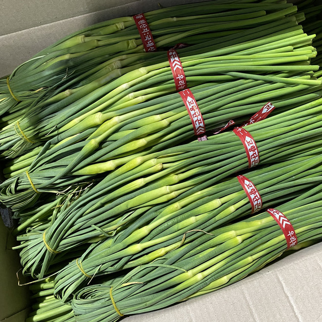 지구별장터 국내산 햇마늘쫑 마늘종, 500g, 1개