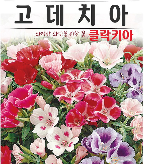 고데치아 혼합 씨앗(300립) 클락키아 고데티아 새틴꽃 화려한 화단을 위한 꽃씨 식용꽃 샐러드장식용 영웅 KS, 1개