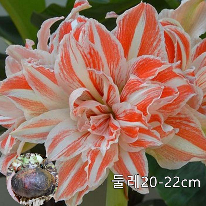 스구근 실내재배 지름20-22cm, 댄싱퀸*1