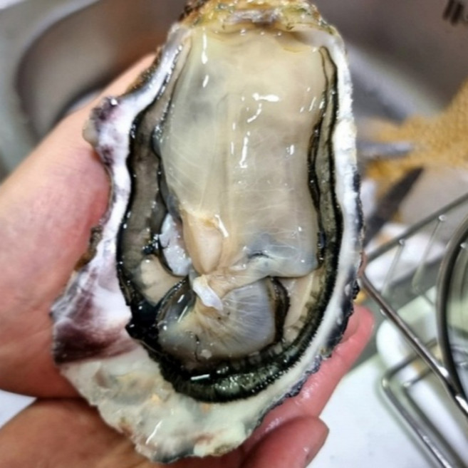 [초초특가] 대왕 바위굴 삼배체굴, 1개, 2kg