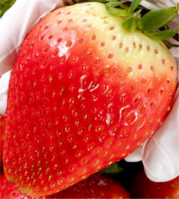 [프리미엄] 당일수확 논산 킹스베리 고당도 대왕왕특딸기, 2박스, 킹스베리 400g 왕왕(5-7과)