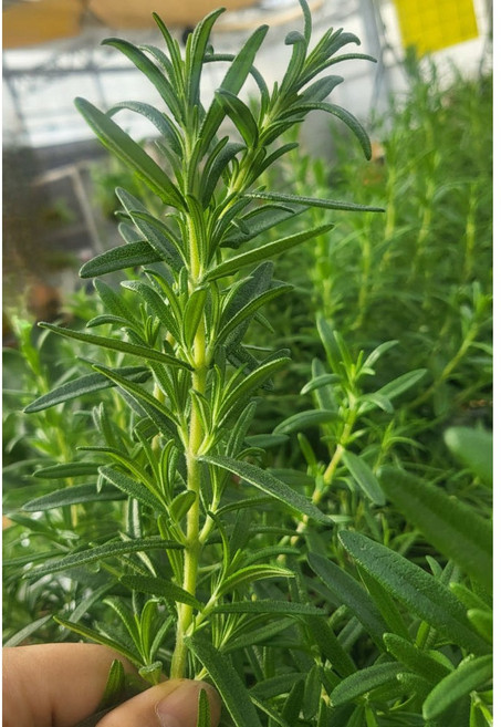 로즈마리 생잎 100g (당일수확 농장직송), 1개
