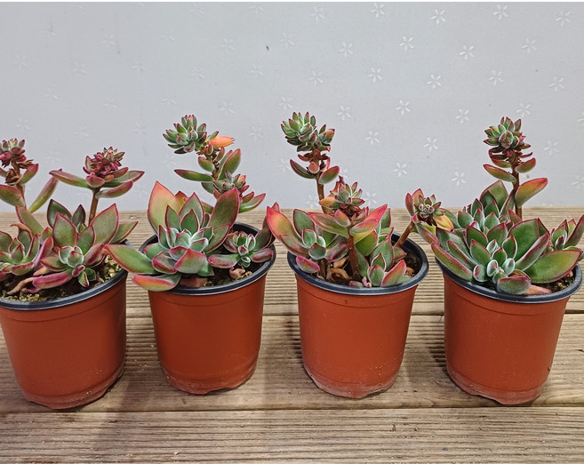 행복한꽃순이//잎색이이쁜부용 4개 묶음