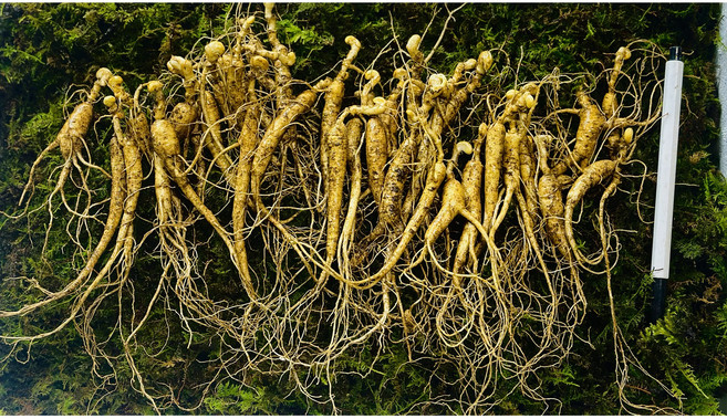 산양삼 산삼 장뇌삼 13년근 파삼 100g(총 10~50뿌리 내외) 도담 [원산지:국산(강원도 횡성군)], 5g, 1개, 13년근 파삼 100g