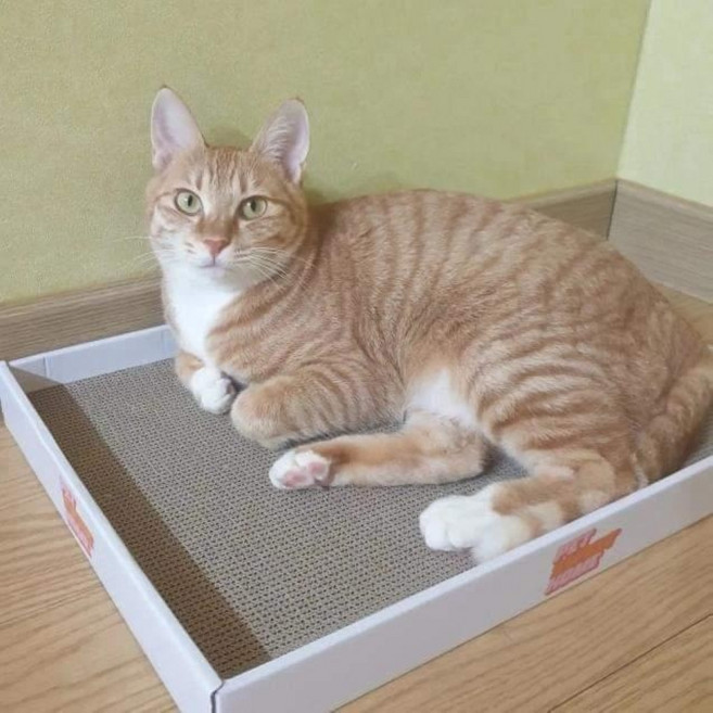 펫스윗홈 고양이 평판 스크래쳐, 1개, 우드