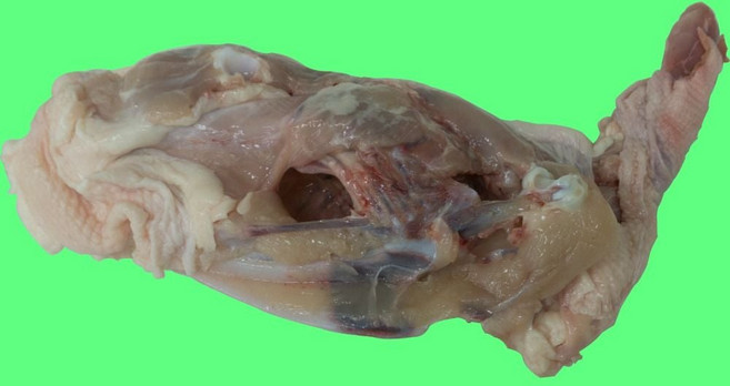 닭잔골15kg 포장 닭육수용 hii+916GD, 15kg, 1개