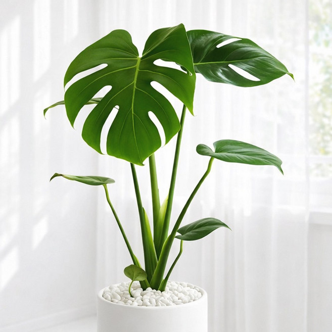 앙플랜트 생명력 강한 몬스테라 생화 실내 공기정화식물 중형, 1개