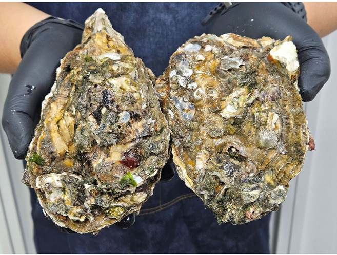 국내산 자연산 바위굴 2kg 3kg 통영 돌굴 제철 별미 회 굴구이 굴찜 당일조업, 1개, 자연산 바위굴 3kg(2-4미)