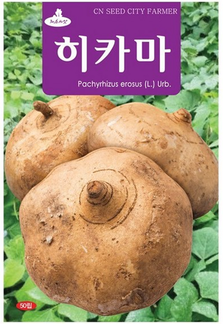 청농 멕시코 감자 히카마 씨앗 50립, 1개