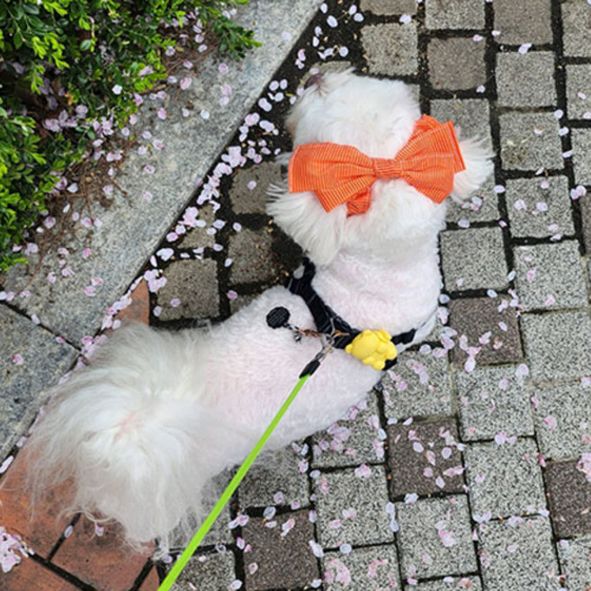 소형견 이어슈슈 강아지 머리띠 파티 2종 (귓병예방! 귀 통풍 효과에 패션까지 챙기세요), 1개, 오렌지슈슈