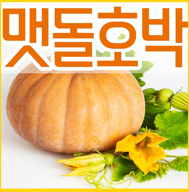 맷돌호박 씨앗 30립 맷돌호박씨 늙은호박 씨 파종재배, 1개