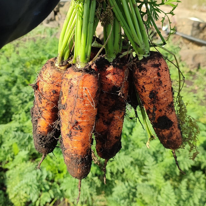 정이가 국내산 흙당근 제주 구좌 2kg 3kg 5kg 10kg, 2kg(상크기), 1박스