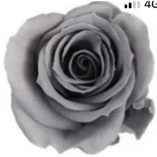 大地農園 Florever 玫瑰永生花 02370系列 不凋花, 灰871