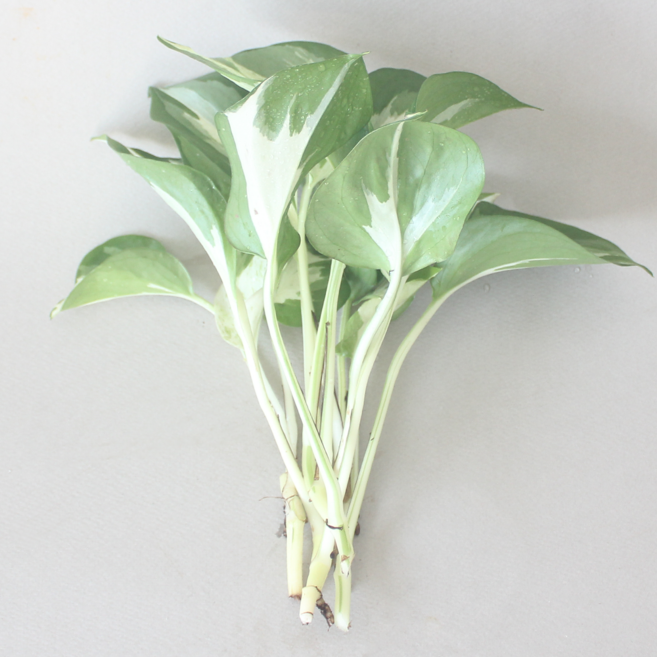 수경 재배 식물 엔조이 스킨답서스 4p 식물단품 실내 공기정화식물 플랜테리어, 1개