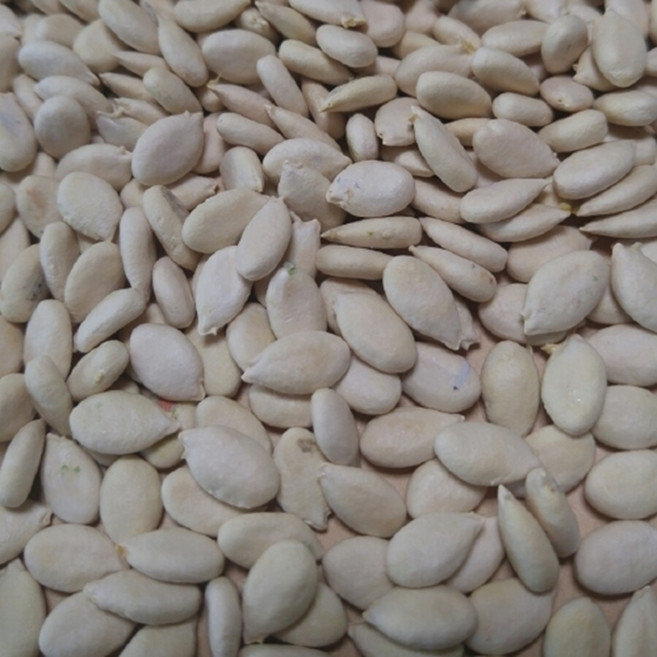 동과씨앗 10립 동아씨앗 국내 채종 종자, 1개