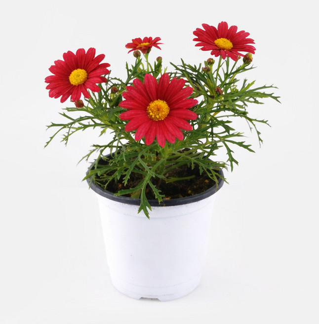 갑조네 목마가렛 화분 모종 나무 외목대 봄꽃 마가렛, 4개, 빨강