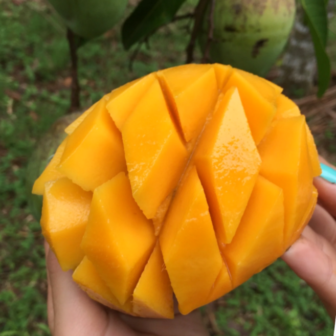 [타임한정특가] 당도폭발 항공직송 페루산 초고당도 애플망고, 1박스, 1kg (2과 내외)