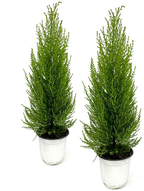 감동샵 율마 중품 4개 허브 나무 키 큰 율마 윌마 공기정화식물, 1세트