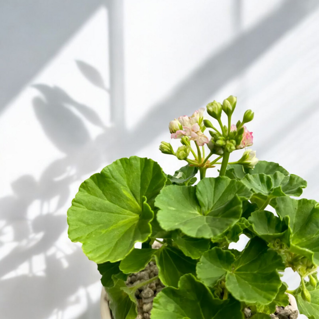 어제봤던식물 단독생산 제라늄 유럽 화분 예쁜 영양제 분갈이흙 모종, 애플블라썸, 1개