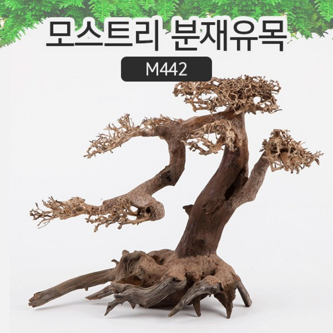 SM 프리미엄 베트남 분재유목 [M442], 1개