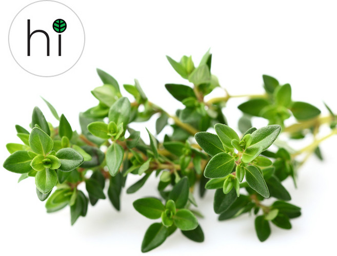 [허브아이] 손질 타임 허브 생잎, 30g, 1개