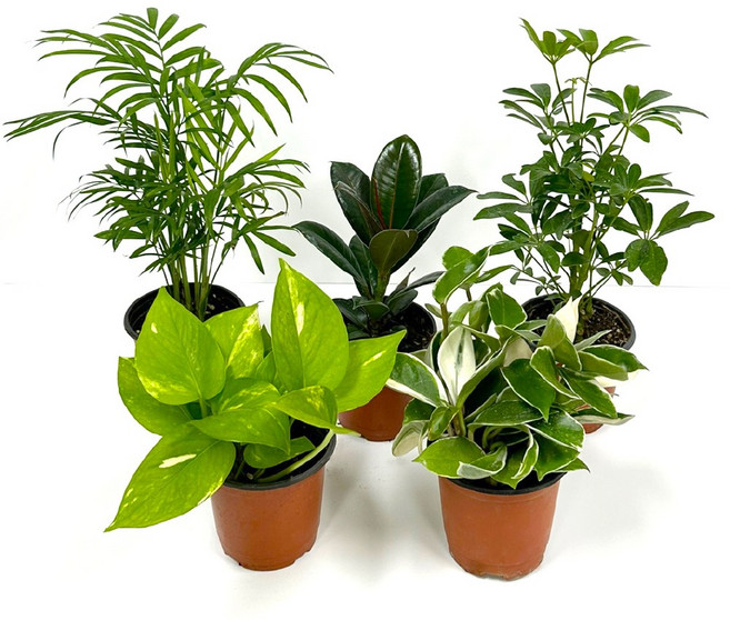 감동샵 초보 5종 SET 스킨답서스 테이블야자 홍콩야자 호야 멜라니 고무나무 공기 정화 식물, 1세트