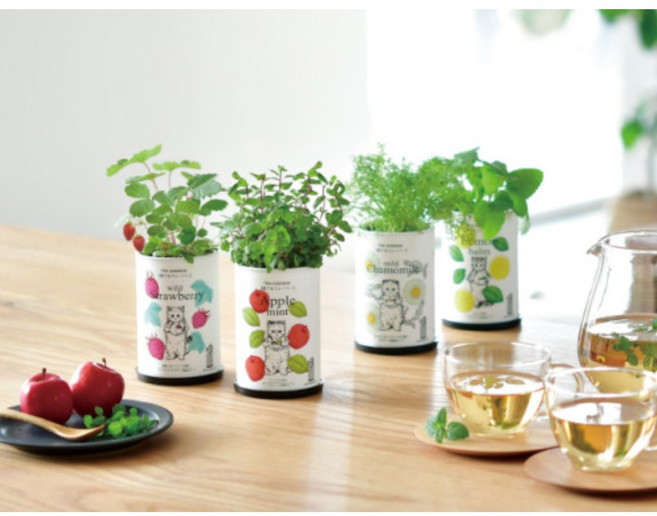 Gumok X Seishin 티가든 - 산딸기 캐모마일 애플민트 레몬밤 친환경 종이화분 재배키트