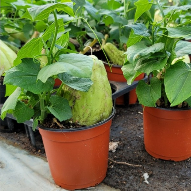 차요테 차요태 모종 4주 6주, 4개