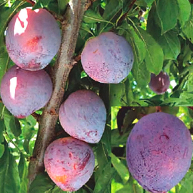 열매크기 최대 200그램 자두나무 묘목 / 알프스의 왕자 / 극대과종/dk, 1개