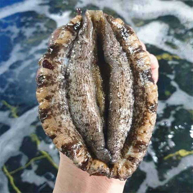 [완도 활전복] 산지 직송 대왕특대(100g이상)/ 10미+세척솔 증정, 10개, 100g(대왕특대)