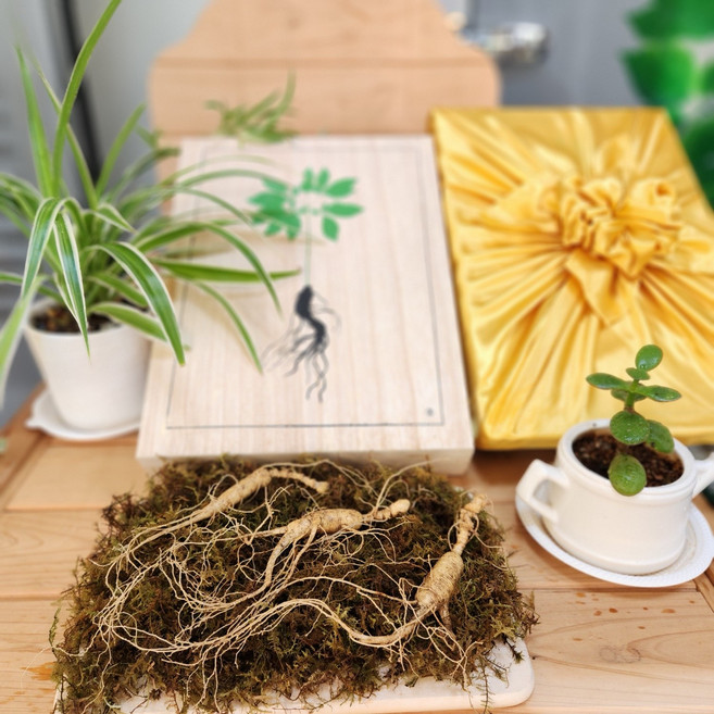 장수 산양산삼 야생 자연 산삼 산양삼 13~15년근 면역력 강화 학생 효도선물세트, 13~15년근3뿌리, 1세트