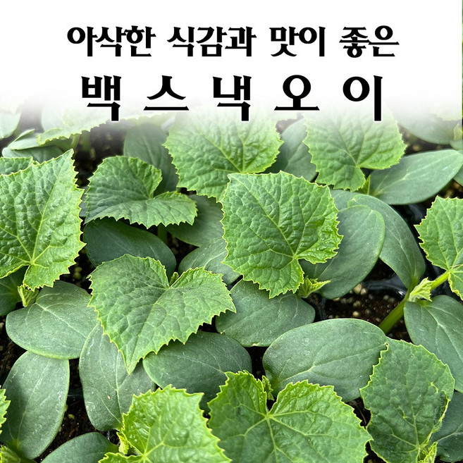 [모종심는아빠] 아삭한 식감과 맛이 좋은 백스낵오이 모종, 5개