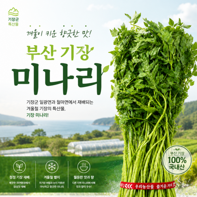 [영남상회] 국내산 아삭하고 향긋한 부산 기장미나리 1단, 1개, 650g