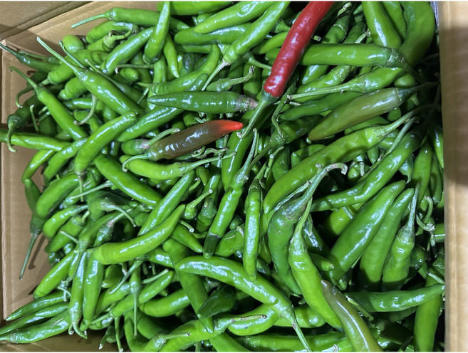 4위 - 채소킹 국내산 못난이 청양고추, 1박스, 5kg