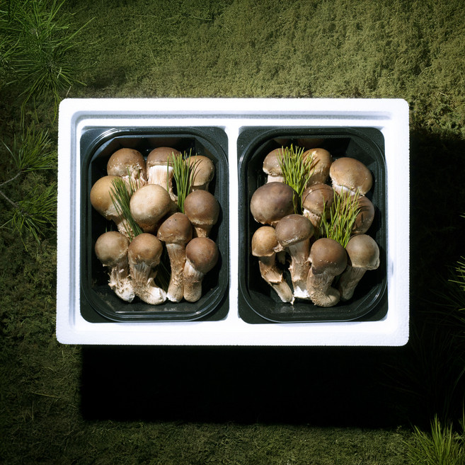 호텔버섯! 피터팜 참송이 선물세트B [원산지:국산(경기도 파주시)], 1개, 500g