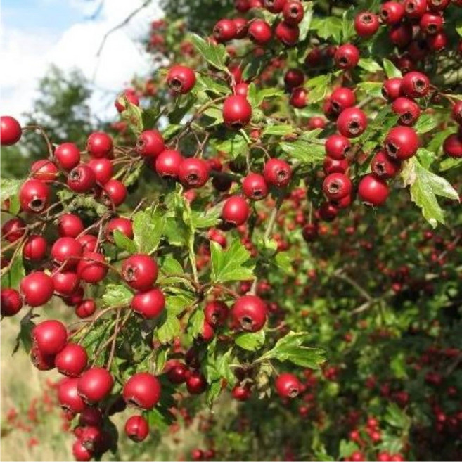 산사나무 접목 루비산사나무 3년생 분묘 산사묘목, 1개