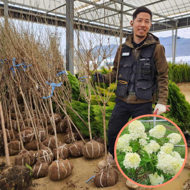 목수국 라임라이트스탠다드 5년생 개화주 수국 에버그린농원, 1개, 라임라이트스탠다드5년