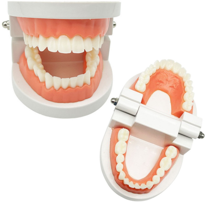 반스트 치아 모형 180도 펼쳐지는 구강 양치 교육, 혼합 색상, 2개