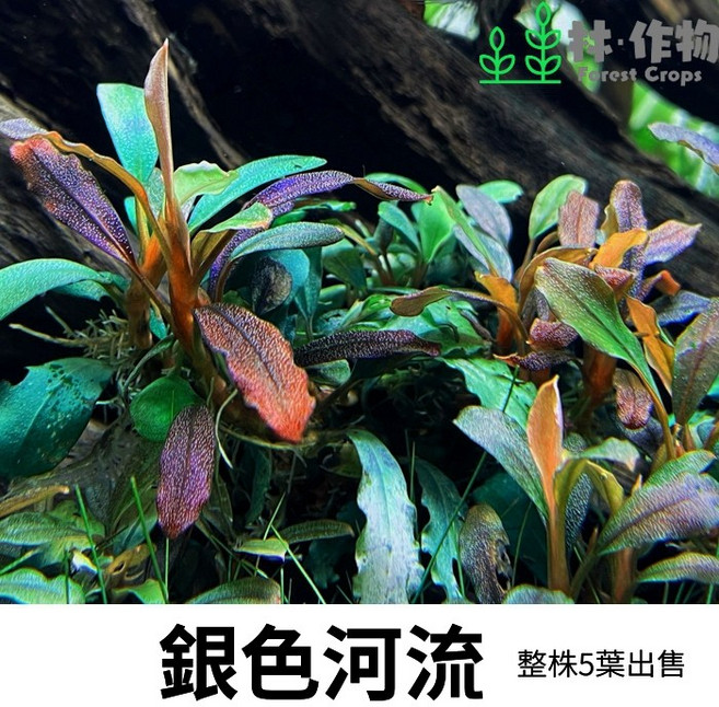銀色河流 水草 5株出售, 1個