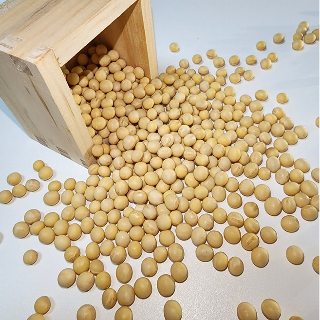 산지직송 올해 수확 국산 햇 콩나물콩 나물콩 1kg 고급형, 1개