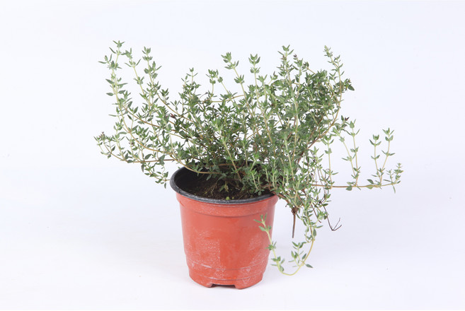 타임화분(커먼타임), 1개