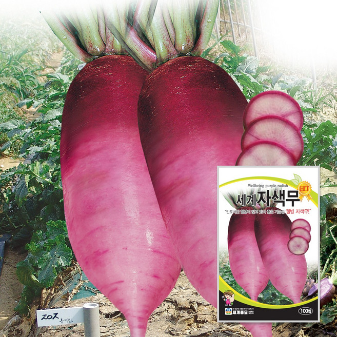 세계자색무 100립 / 무우씨 무씨앗 김장무, 1개