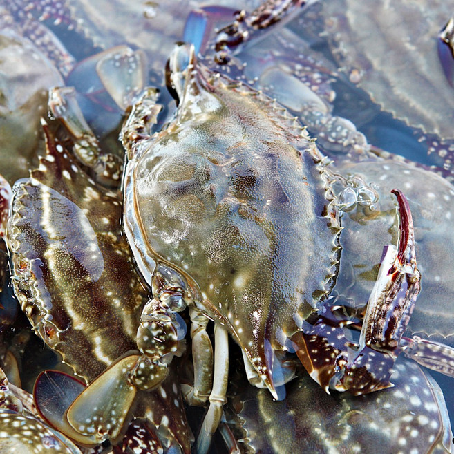 생물 암꽃게 1kg (4-6미), 1세트