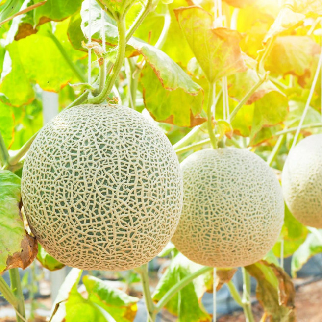 국내산 고당도 머스크 메론 멜론 최고급 산지직송 백화점납품 1.5kg 3kg, 1.5kg(1수)