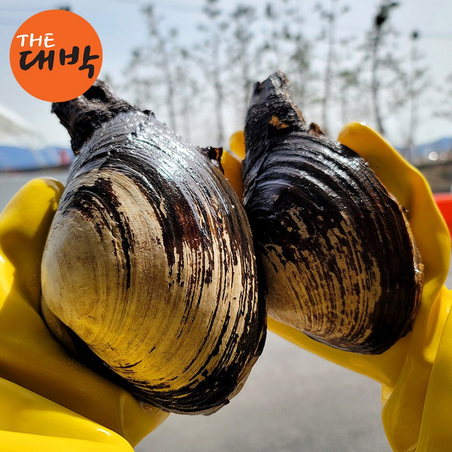 제철 코끼리조개 왕우럭조개 귀족조개 말조개, 왕우럭조개 1kg, 1개